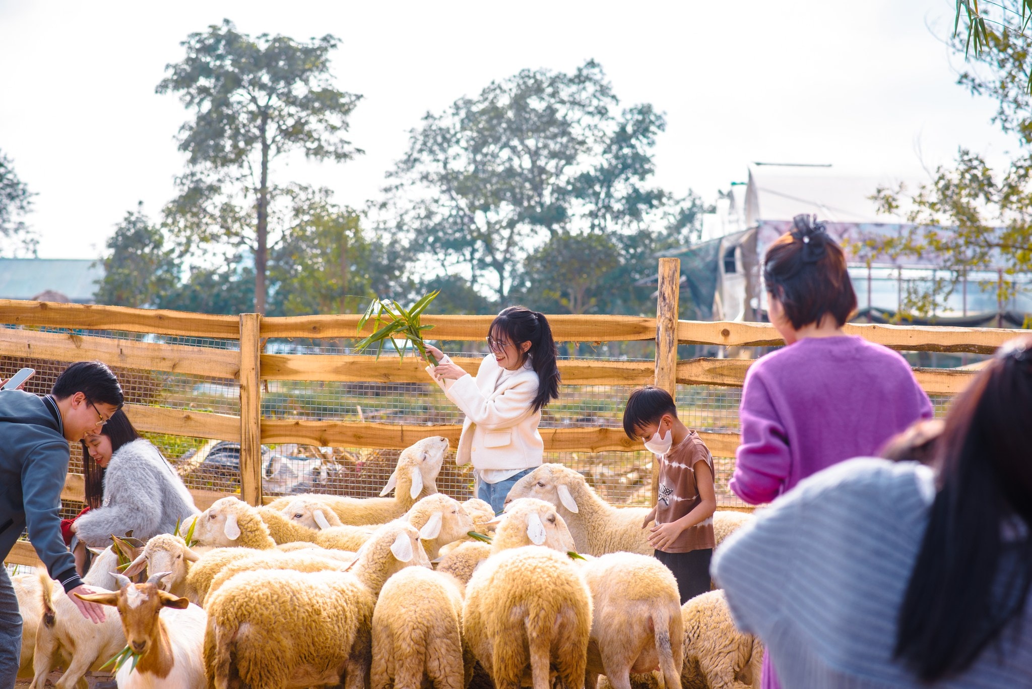 Khu nuôi cừu tại bãi đá Sông Hồng 